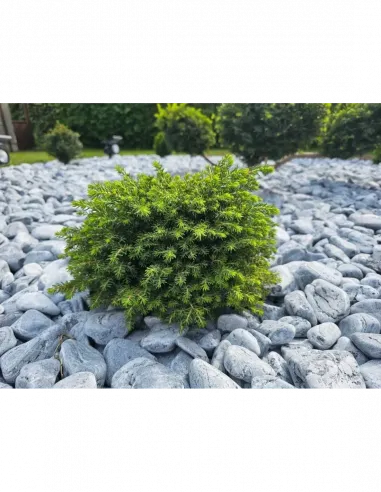 Otoczak Ocean 20kg - zestaw 10 worków z darmową dostawą