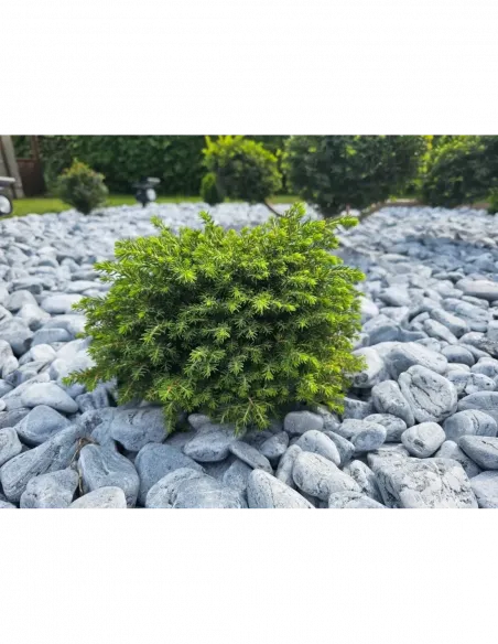 Otoczak Ocean 20kg - zestaw 10 worków z darmową dostawą